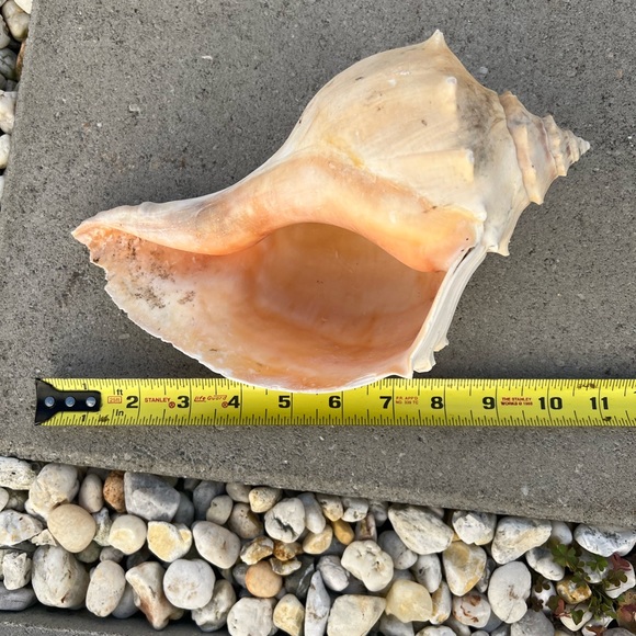 Beautiful Real Shell - Picture 3 of 3